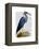 Blue Heron 2-Fab Funky-Framed Stretched Canvas