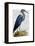 Blue Heron 2-Fab Funky-Framed Stretched Canvas