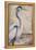 Blue Heron I-Patricia Pinto-Framed Stretched Canvas