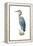 Blue Heron - Icon-Lantern Press-Framed Stretched Canvas