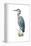 Blue Heron - Icon-Lantern Press-Framed Stretched Canvas