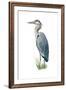 Blue Heron - Icon-Lantern Press-Framed Art Print