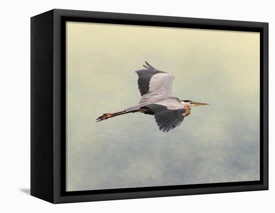 Blue Heron in Flight 1-Jai Johnson-Framed Premier Image Canvas