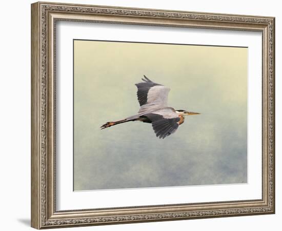 Blue Heron in Flight 1-Jai Johnson-Framed Giclee Print