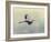 Blue Heron in Flight 1-Jai Johnson-Framed Giclee Print