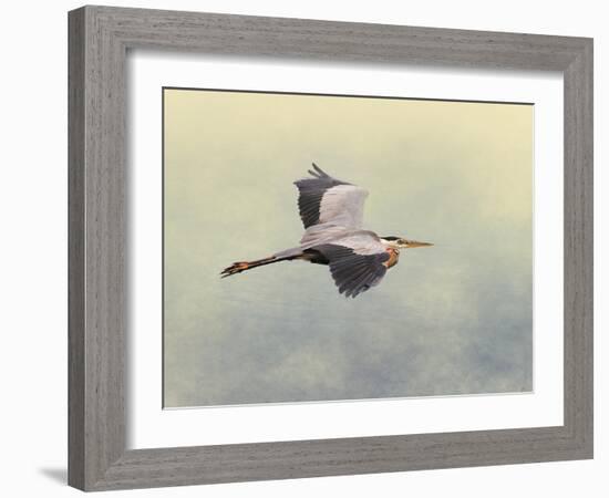 Blue Heron in Flight 1-Jai Johnson-Framed Giclee Print