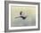 Blue Heron in Flight 1-Jai Johnson-Framed Giclee Print