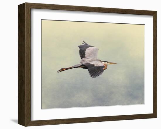 Blue Heron in Flight 1-Jai Johnson-Framed Giclee Print