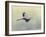 Blue Heron in Flight 1-Jai Johnson-Framed Giclee Print