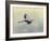 Blue Heron in Flight 1-Jai Johnson-Framed Giclee Print