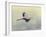 Blue Heron in Flight 1-Jai Johnson-Framed Giclee Print