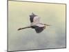 Blue Heron in Flight 1-Jai Johnson-Mounted Giclee Print