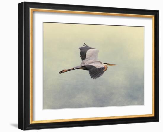 Blue Heron in Flight 1-Jai Johnson-Framed Giclee Print