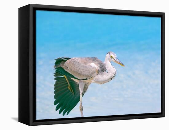 Blue Heron, Maldives, Indian Ocean, Asia-Sakis Papadopoulos-Framed Premier Image Canvas