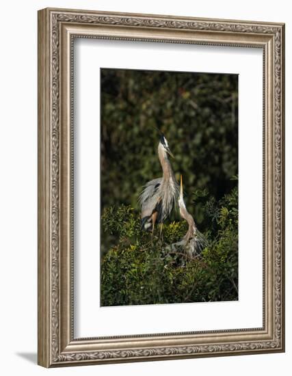 Blue Heron nest, Venice, Florida-Adam Jones-Framed Photographic Print