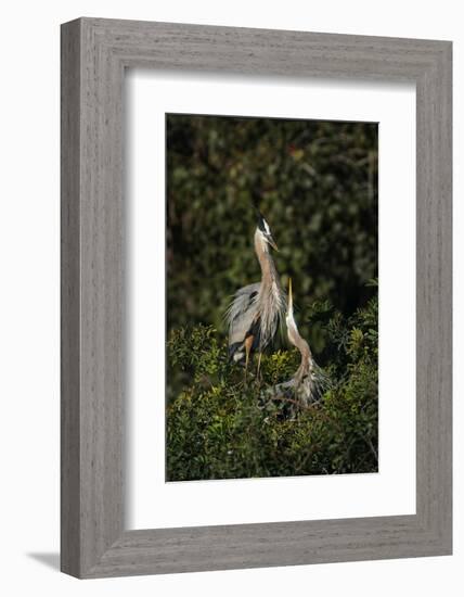 Blue Heron nest, Venice, Florida-Adam Jones-Framed Photographic Print