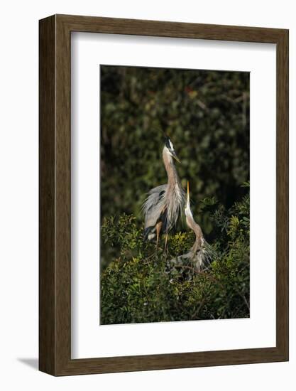 Blue Heron nest, Venice, Florida-Adam Jones-Framed Photographic Print