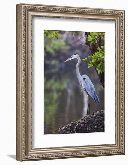 Blue Heron Stalks Fish Taken at Robinson Preserve in Bradenton, Florida-James White-Framed Photographic Print