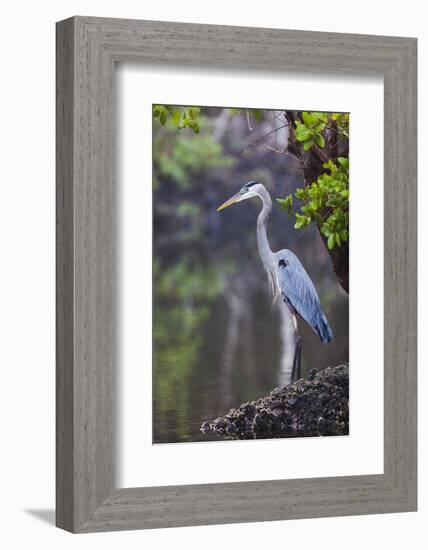 Blue Heron Stalks Fish Taken at Robinson Preserve in Bradenton, Florida-James White-Framed Photographic Print