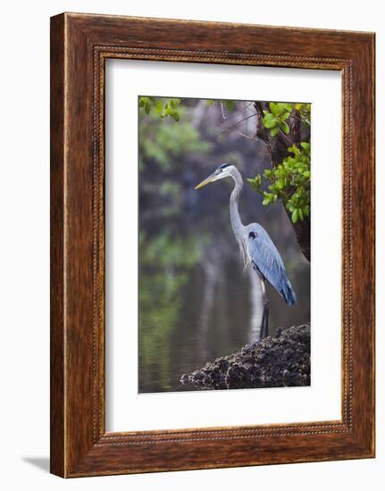 Blue Heron Stalks Fish Taken at Robinson Preserve in Bradenton, Florida-James White-Framed Photographic Print