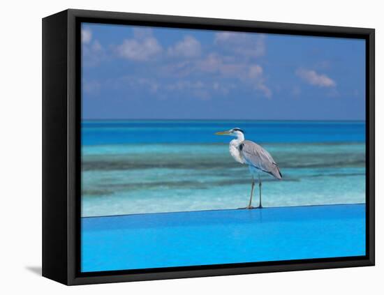 Blue Heron Standing in Water, Maldives, Indian Ocean-Papadopoulos Sakis-Framed Premier Image Canvas