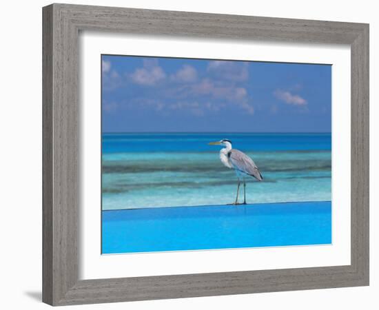 Blue Heron Standing in Water, Maldives, Indian Ocean-Papadopoulos Sakis-Framed Photographic Print