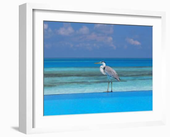 Blue Heron Standing in Water, Maldives, Indian Ocean-Papadopoulos Sakis-Framed Photographic Print