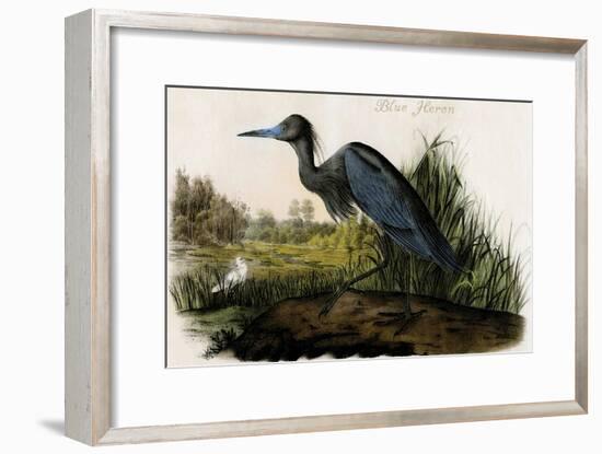 Blue Heron-John James Audubon-Framed Art Print