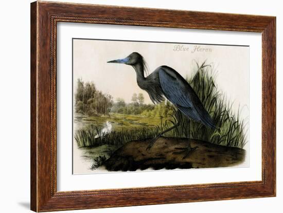 Blue Heron-John James Audubon-Framed Art Print