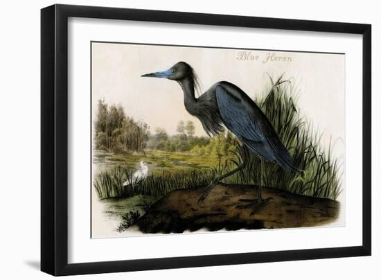 Blue Heron-John James Audubon-Framed Art Print