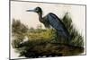 Blue Heron-John James Audubon-Mounted Art Print