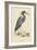 Blue Heron-Mark Catesby-Framed Art Print