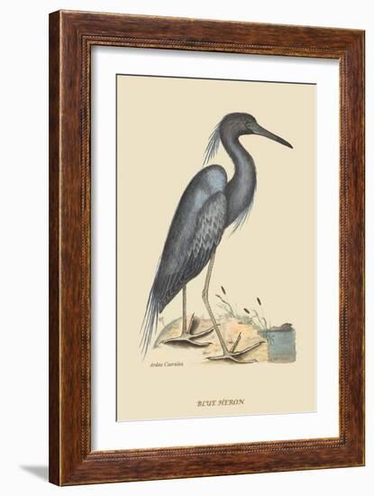 Blue Heron-Mark Catesby-Framed Art Print