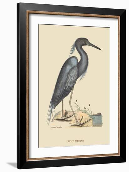 Blue Heron-Mark Catesby-Framed Art Print