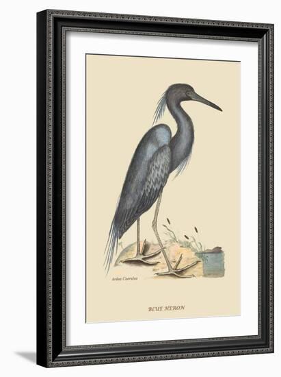 Blue Heron-Mark Catesby-Framed Art Print