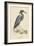 Blue Heron-Mark Catesby-Framed Art Print