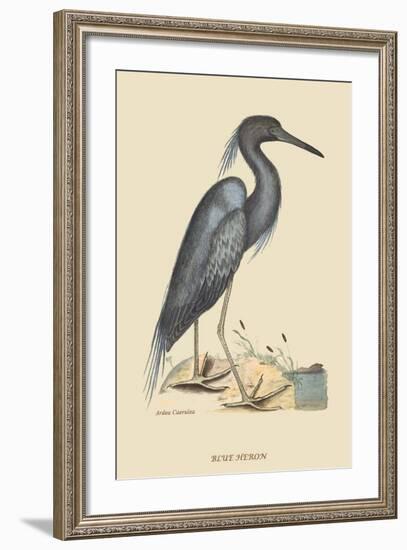 Blue Heron-Mark Catesby-Framed Art Print