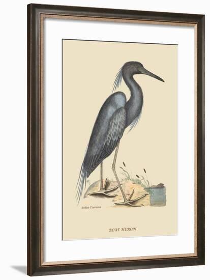 Blue Heron-Mark Catesby-Framed Art Print