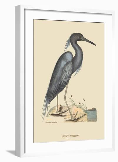 Blue Heron-Mark Catesby-Framed Art Print