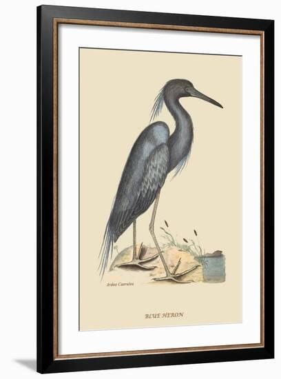 Blue Heron-Mark Catesby-Framed Art Print