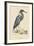 Blue Heron-Mark Catesby-Framed Art Print