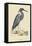 Blue Heron-Mark Catesby-Framed Stretched Canvas