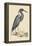 Blue Heron-Mark Catesby-Framed Stretched Canvas