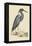 Blue Heron-Mark Catesby-Framed Stretched Canvas