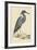 Blue Heron-Mark Catesby-Framed Art Print