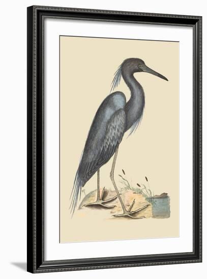 Blue Heron-Mark Catesby-Framed Art Print