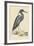 Blue Heron-Mark Catesby-Framed Art Print