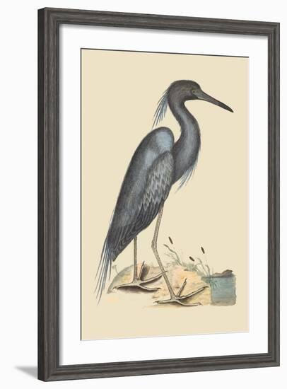 Blue Heron-Mark Catesby-Framed Art Print