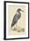 Blue Heron-Mark Catesby-Framed Art Print