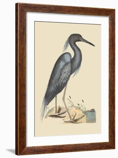 Blue Heron-Mark Catesby-Framed Art Print